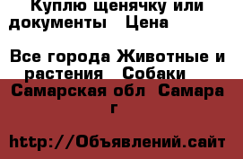 Куплю щенячку или документы › Цена ­ 3 000 - Все города Животные и растения » Собаки   . Самарская обл.,Самара г.